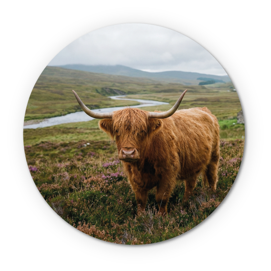 Schotse hooglander - Foto - Muurcirckel- Forex